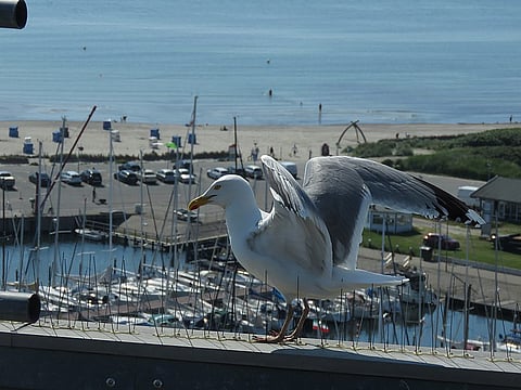 Anti-bird spikes are a hostile architecture for wildlife, but some birds strip the spikes away to make nests.