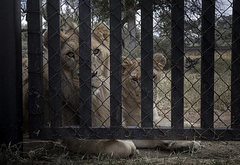Experts raise alarm as Thailand's captive lion population triples in 6 years