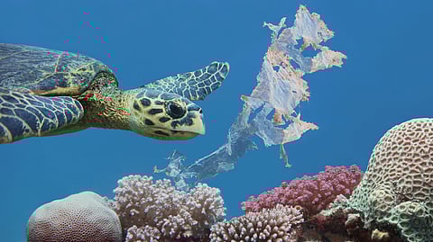One green sea turtle can contain the equivalent of 10 ping pong balls in plastic