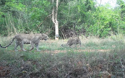 Is Bengaluru, rather than Mumbai, now India’s ‘Leopard Capital’? Year-long camera trap survey captures 80-85 rosetted big cats