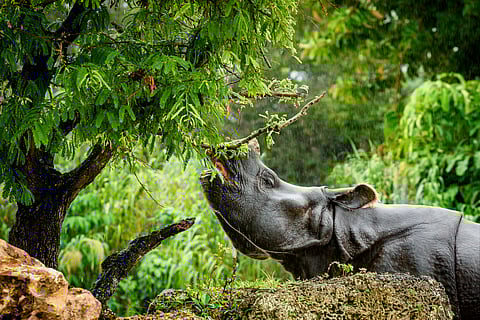 Dehorning rhinos tips the balance against poaching – new study