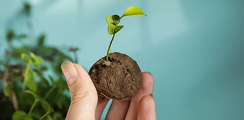 Vithoot Programme: Will the aerial distribution of seed balls help eco-restoration in Kerala’s forests?