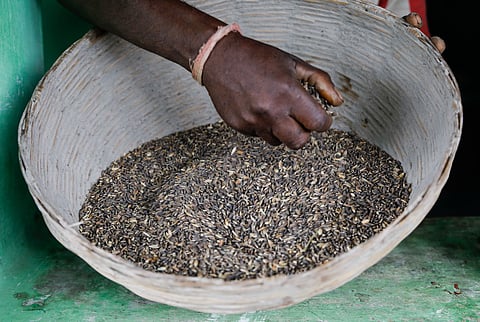 Community seed banks are fundamental to India’s agricultural resilience