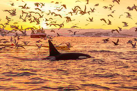 UNOC3: 49 states, EU ratify high seas treaty but still short of 60 mark