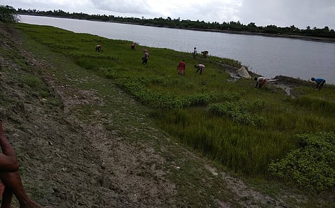 Mangroves can mitigate cyclones and floods in Eastern India, especially Odisha and West Bengal
