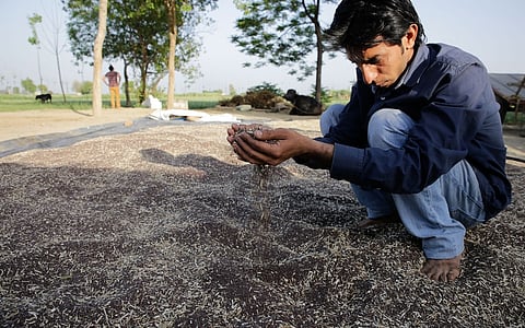 Community seed banks can transform local farming economies. But government support is essential for scale, recognition, and sustainability