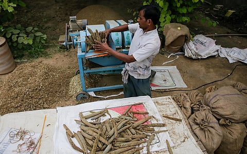 Community seed bank structure has evolved in India over the past two decades