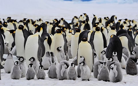 As Antarctic sea ice shrinks, iconic emperor penguins are in more peril than we thought