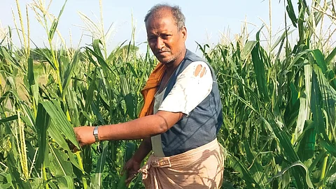 Lost in maize