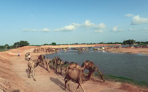 International Day to Combat Desertification and Drought 2025: India’s arid landscape now receives more rains and floods