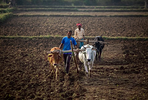 Farmers ploughing their field with oxen in a tribal area of Jharkhand.
