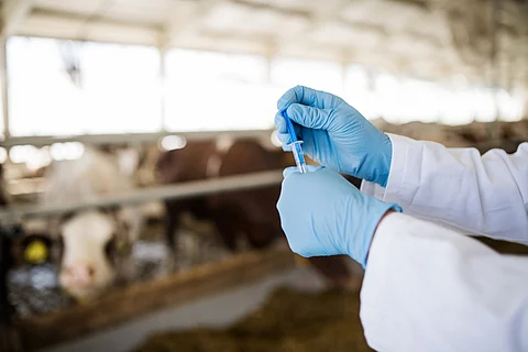 India's apex drug regulator to monitor antibiotic use in livestock for combating AMR