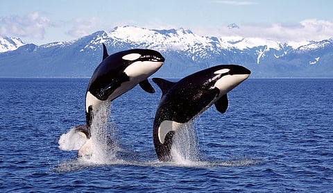 Drone footage captured orcas crafting tools out of kelp — and using them for grooming