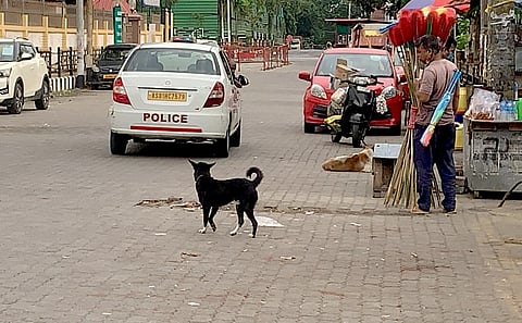 Blackie: How a stray dog internalised his role as guardian of a road intersection in Guwahati