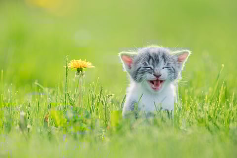 Is your cat vocal or quiet? The explanation could be in their genes