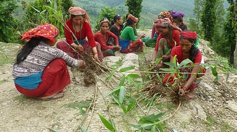In Nepal, women-led forest user groups are restoring degraded lands, adopting agroforestry, preparing climate-smart forest plans and promoting forest foods.