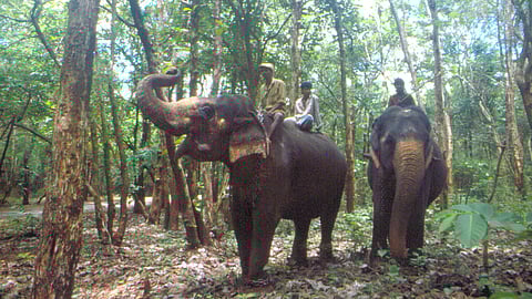 When headlines hurt: How media fuels the human-elephant conflict