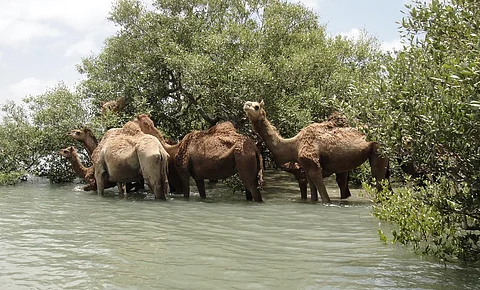 Despite NGT orders, illegal salt pans and encroachment of creeks continue to threaten Kachchh’s Kharai camels