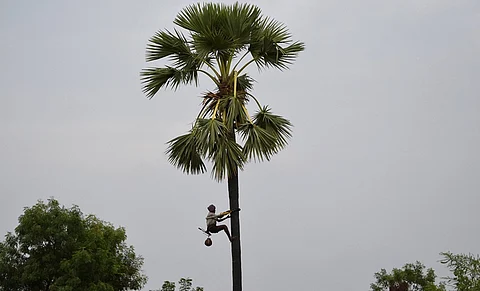 NGT issues notice to Centre, Bihar after newspaper report alludes to link between felling of toddy palm trees and deaths due to lightning
