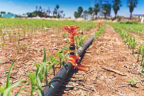 It’s vital for food safety to irrigate crops with water that is free of disease-causing microbes.