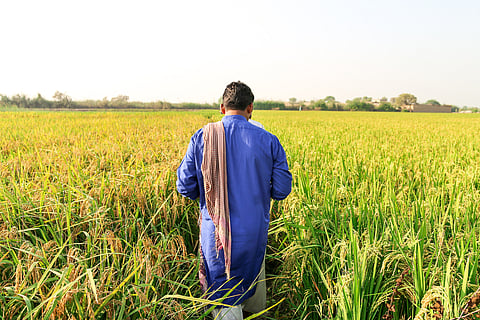 Farmer examines rice field