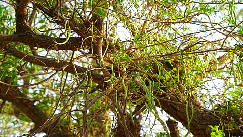 The hardy tree can withstand soaring temperatures of up to 50 degrees Celsius and thrive with minimal water, making it a vital ally for desert communities.