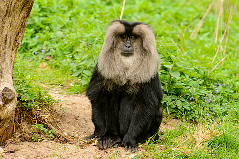 Sharavathi Valley Wildlife Sanctuary in Karnataka is home to approximately 700 endangered lion-tailed macaques.