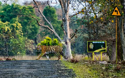 Coal mining approved in Maharashtra tiger corridor