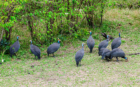 Guineafowl can outsmart extreme temperatures: we spent a year finding out how