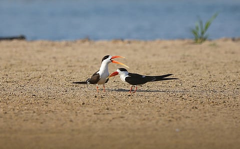 Indian Skimmer: An indicator of riverine health
