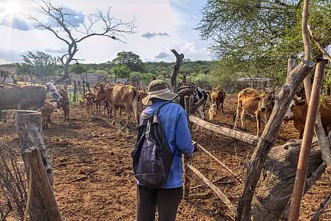 Africans survived 10,000 years of climate changes by adapting food systems — study offers lessons for modern times