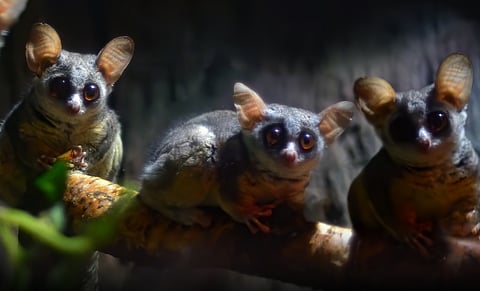 Alpha males are surprisingly rare among primates — new research