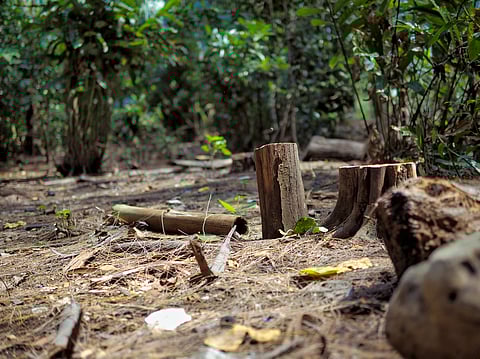 Trees being cut down in a forest.