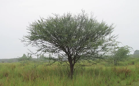 Alien plant species taking over native ecosystems: Study