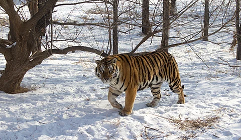 International Tiger Day 2025: Like the Sundarbans’ Dakshin Rai and western India’s Waghoba, ‘Amba’ lords over the Russian Far East’s taiga