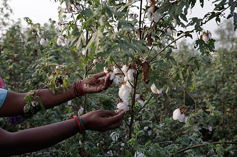 Bt cotton, once seen as a pest-resistant breakthrough, has led to pest resurgence, renewed pesticide use, rising seed costs, and farmer distress, especially in high-adoption areas.
