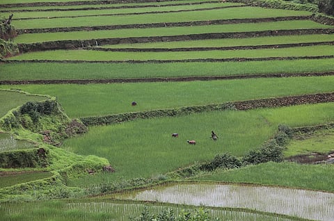 An ancient tribe that practices both settled and shifting cultivation