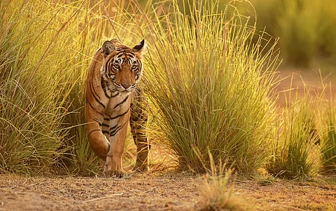 Tigers turning maneaters? No, say experts