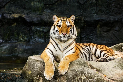 According to the latest tiger census, the Sundarbans has an estimated 101 tigers — 80 inside the current STR and 21 in the adjoining South 24-Parganas forests.