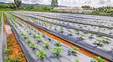 Tackling agricultural plastic pollution paramount to achieving resilient, sustainable agrifood systems