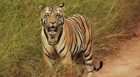 Tigers turning maneaters? Poor habitat management leading to human-big cat conflict, say experts
