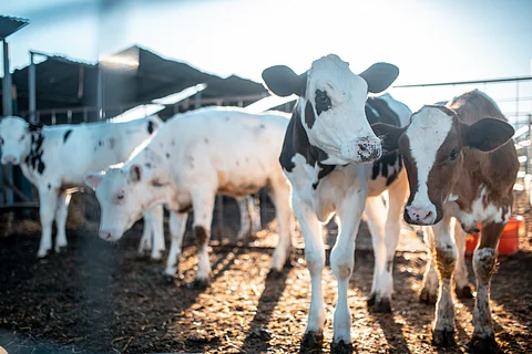 Researchers warn of airborne and waterborne transmission on dairy farms.