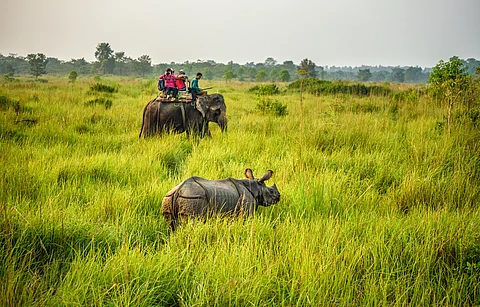 IUCN-TRAFFIC report praises ‘strengthened monitoring and surveillance’ for protecting India and Nepal’s rhinos from poaching