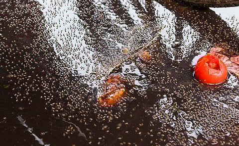 Multiple heavy spells of rain in July cause 10-year high jump in Delhi malaria count