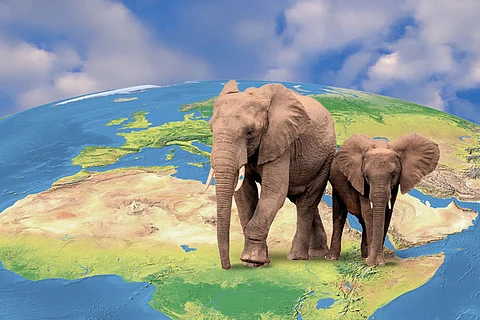 World Elephant Day 2025: In one corner of Africa, pachyderms were transported by ships over the sea in Antiquity