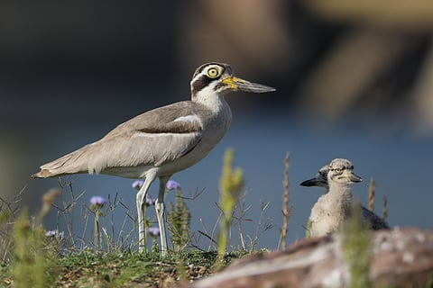 Great stone-curlew at the National Chambal Sanctuary, photographed in March 2025.