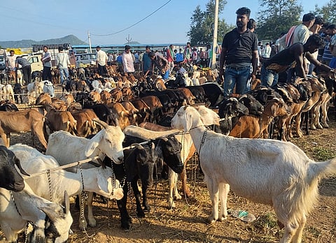 Kurumpuri goat market, in Odisha’s Nuapada district, plays a significant role in region’s rain-fed agricultural and livestock economy