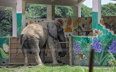 On World Elephant Day 2025, Shankar is still Delhi Zoo’s lonely jumbo