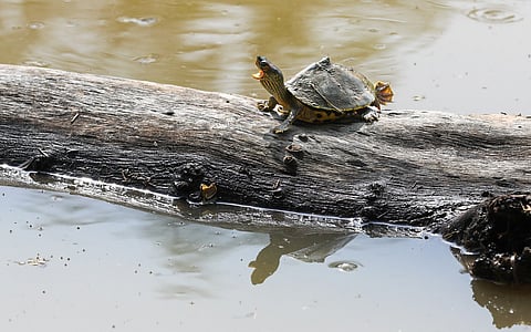A safe haven for turtles in Delhi