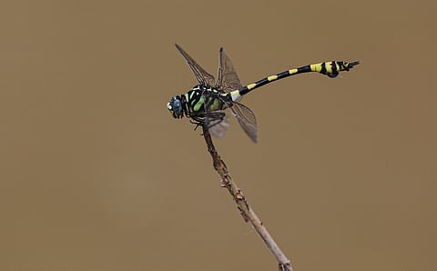 Dragonflies in distress